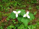 PICTURES/Sol Duc - Ancient Groves/t_Little White Flower2.JPG